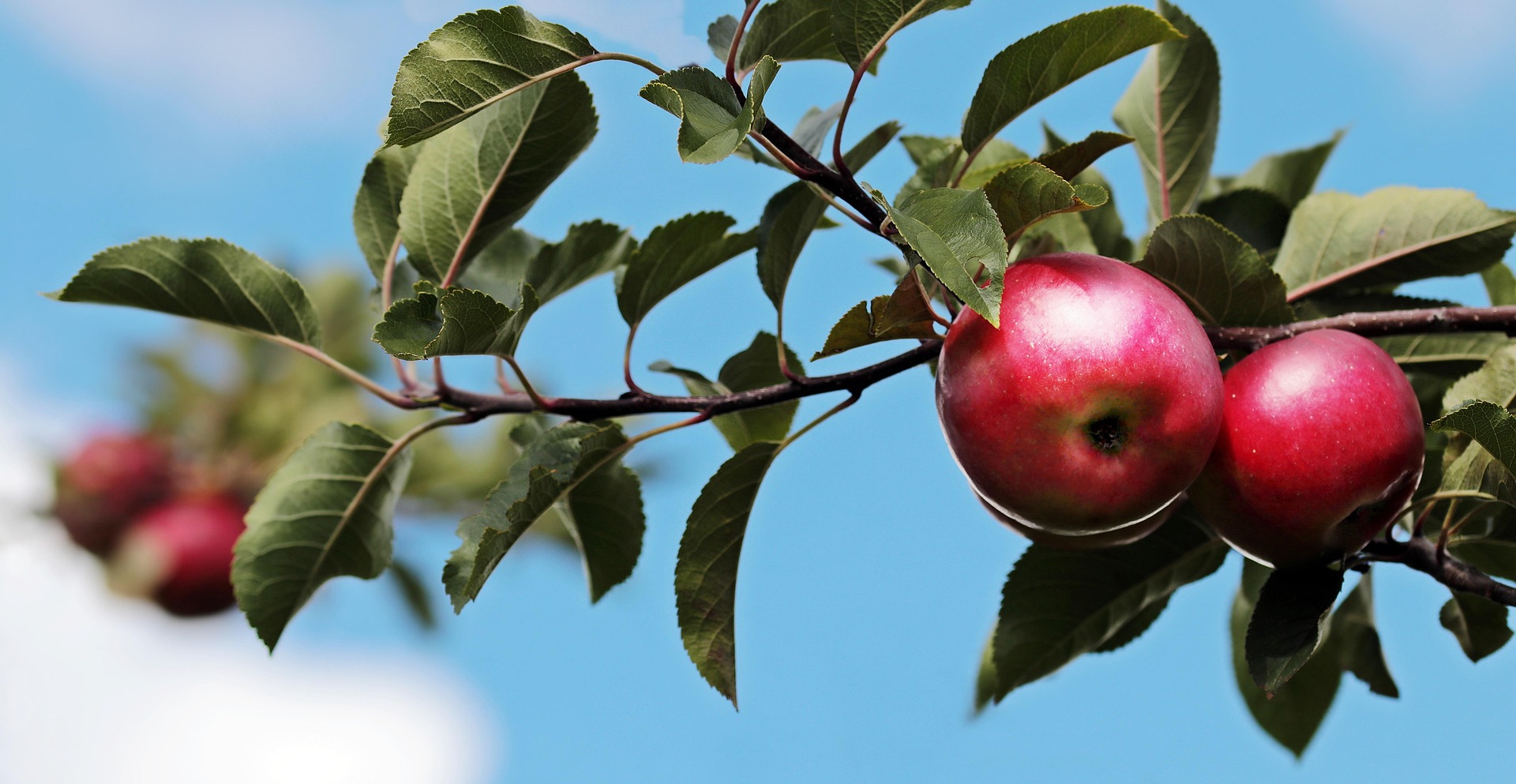 Mythos Apfel: Wie nachhaltig ist die beliebteste Frucht?